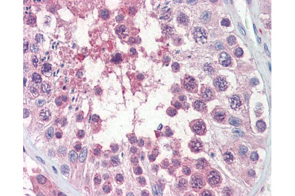 TRIM8 antibody  (AA 36-85)
