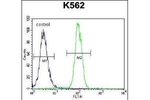 ZN Antibody (N-term) (ABIN655242 and ABIN2844845) flow cytometric analysis of K562 cells (right histogram) compared to a negative control cell (left histogram). (ZNF619 antibody  (N-Term))