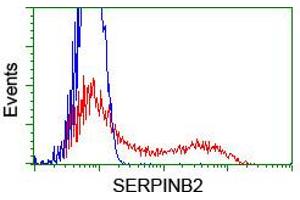 HEK293T cells transfected with either RC203139 overexpress plasmid (Red) or empty vector control plasmid (Blue) were immunostained by anti-SERPINB2 antibody (ABIN2455294), and then analyzed by flow cytometry. (SERPINB2 antibody)