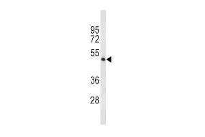 Western blot analysis of TPH2 Antibody (Center) (ABIN653124 and ABIN2842704) in 293 cell line lysates (35 μg/lane). (Tryptophan Hydroxylase 2 antibody  (AA 168-193))