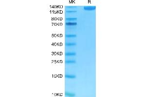 FITC-Labeled Human Siglec-2/CD22 on Tris-Bis PAGE under reduced condition.