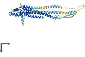 AlphaFold protein structure predicition of Human Recombinant DCSTAMP Protein, UniprotID Q9H295 (Transmembrane 7 Superfamily Member 4 (TM7SF4) (AA 1-470) protein (His tag))