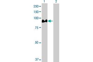 Western Blot analysis of ACO1 expression in transfected 293T cell line by ACO1 MaxPab polyclonal antibody.