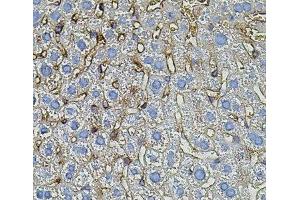 Immunohistochemistry of paraffin-embedded Mouse liver using TGFA Polyclonal Antibody (TGFA antibody)