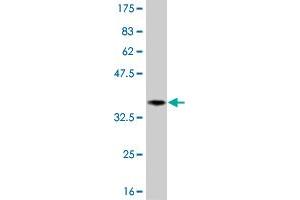 Western Blot detection against Immunogen (36.
