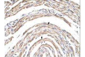 Image no. 1 for anti-Cleavage and Polyadenylation Specific Factor 6, 68kDa (CPSF6) (AA 261-310) antibody (ABIN202751) (CPSF6 antibody  (AA 261-310))