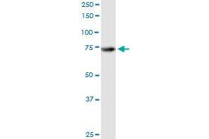 Immunoprecipitation of ATG7 transfected lysate using anti-ATG7 MaxPab rabbit polyclonal antibody and Protein A Magnetic Bead , and immunoblotted with ATG7 purified MaxPab mouse polyclonal antibody (B01P) . (ATG7 antibody  (AA 1-703))