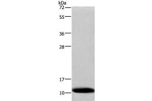 COX6B1 antibody