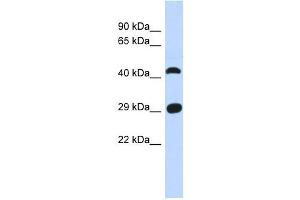 C4ORF22 antibody used at 1 ug/ml to detect target protein. (C4orf22 antibody  (N-Term))