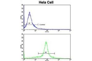 anti-Golgi phosphoprotein 3 (Coat-Protein) (GOLPH3) antibody