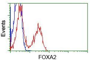 Image no. 2 for anti-Forkhead Box A2 (FOXA2) (AA 300-458) antibody (ABIN1491367) (FOXA2 antibody  (AA 300-458))