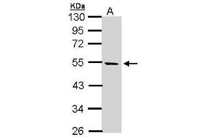 WB Image Sample (30 ug of whole cell lysate) A: Hela S3 10% SDS PAGE antibody diluted at 1:1000
