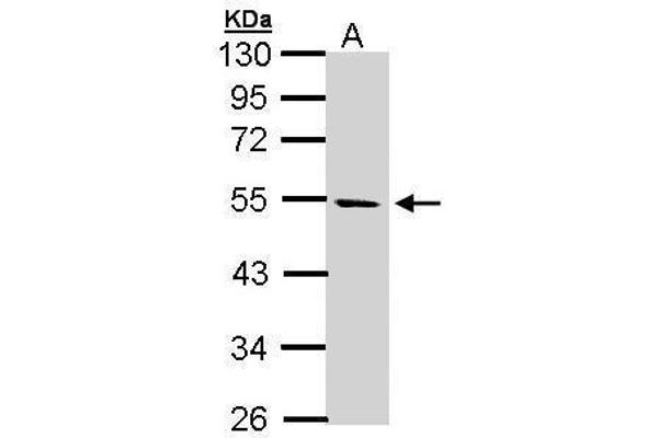 STK25 anticorps