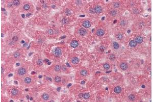 Mouse liver: Formalin-Fixed, Paraffin-Embedded (FFPE) (Angiopoietin 1 antibody  (N-Term))