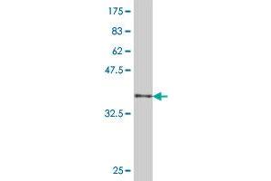 Western Blot detection against Immunogen (38. (SPCS3 antibody  (AA 32-141))