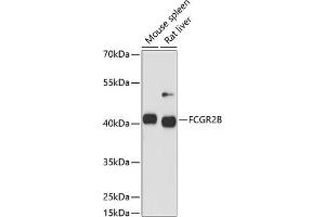 Western blot analysis of extracts of various cell lines, using FCGR2B antibody (ABIN6131548, ABIN6140541, ABIN6140543 and ABIN6216224) at 1:1000 dilution. (FCGR2B antibody)