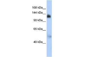 WB Suggested Anti-NFX1 Antibody Titration:  0. (NFX1 antibody  (Middle Region))