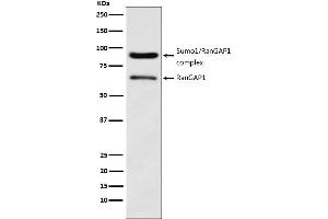 Western blot analysis of RanGAP1 expression in HeLa cell lysate.