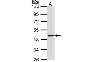 WB Image Sample (30 ug of whole cell lysate) A: Hep G2 , 10% SDS PAGE antibody diluted at 1:1000 (TULP3 antibody)