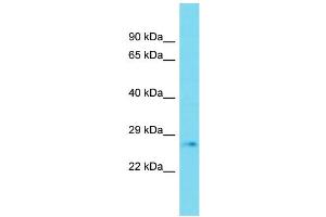 Host: Rabbit Target Name: PLD6 Sample Type: Fetal Heart lysates Antibody Dilution: 1. (PLD6 antibody  (C-Term))