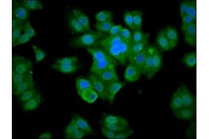 Immunofluorescence staining of HepG2 cells with ABIN7160361 at 1:133, counter-stained with DAPI. (MBNL3 antibody  (AA 116-211))