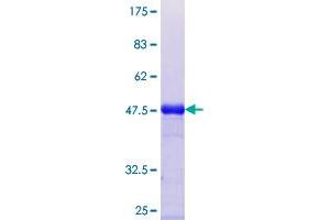 EIF2S2 Protein (AA 1-100) (GST tag)