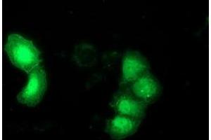 Anti-DNAJB1 mouse monoclonal antibody (ABIN2454094) immunofluorescent staining of COS7 cells transiently transfected by pCMV6-ENTRY DNAJB1 (RC201762). (DNAJB1 antibody)