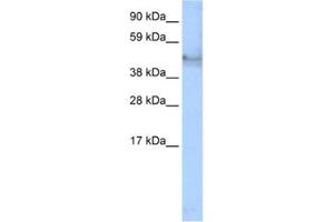Western Blotting (WB) image for anti-Keratin 14 (KRT14) antibody (ABIN2463775) (KRT14 antibody)