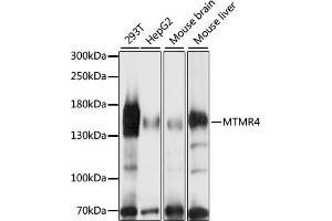 Western blot analysis of extracts of various cell lines, using MTMR4 antibody (ABIN7268764) at 1:1000 dilution.
