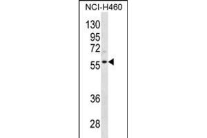 CCNL2 Antibody (Center) (ABIN656330 and ABIN2845629) western blot analysis in NCI- cell line lysates (35 μg/lane).