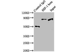 Immunoprecipitating HIF-1 beta in Hela whole cell lysate Lane 1: Rabbit control IgG instead of ABIN7127344 in Hela whole cell lysate. (Recombinant ARNT antibody)