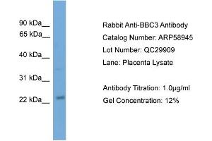 WB Suggested Anti-BBC3  Antibody Titration: 0.