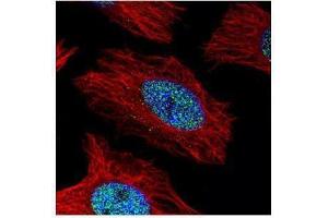 Immunofluorescence (IF) image for anti-Actinin, alpha 4 (ACTN4) (C-Term) antibody (ABIN2855119)