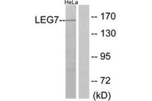 Western blot analysis of extracts from HeLa cells, using LEG7 Antibody. (LGALS7 antibody  (AA 41-90))