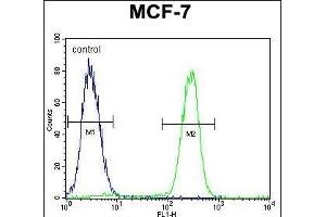 RACG Antibody (N-term) 1461a flow cytometric analysis of MCF-7 cells (right histogram) compared to a negative control cell (left histogram). (RACGAP1 antibody  (N-Term))