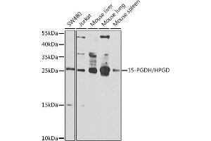 Western blot analysis of extracts of various cell lines, using 15-PGDH/15-PGDH/HPGD antibody (ABIN6127305, ABIN6141966, ABIN6141967 and ABIN6222666) at 1:1000 dilution. (HPGD antibody  (AA 1-266))