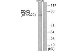 Western Blotting (WB) image for anti-DEAD (Asp-Glu-Ala-Asp) Box Polypeptide 3 (DDX3) (AA 466-515), (pThr322) antibody (ABIN1531578) (DDX3 antibody  (pThr322))
