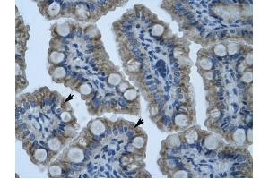 GIOT-1 antibody was used for immunohistochemistry at a concentration of 4-8 ug/ml to stain Epithelial cells of intestinal villus (arrows) in Human Intestine. (ZNF461 antibody  (N-Term))