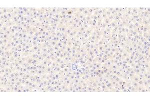 Detection of CASP12 in Rat Liver Tissue using Polyclonal Antibody to Caspase 12 (CASP12) (Caspase 12 antibody  (AA 1-244))