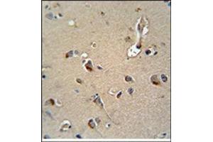 MPZ Antibody (C-term) Immunohistochemistry analysis in formalin fixed and Paraffin Embedded Human brain tissue followed by peroxidase conjugation of the secondary antibody and DAB staining. (MPZ antibody  (C-Term))