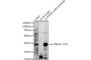 Immunoprecipitation analysis of 300 μg extracts of NIH/3T3 cells using 3 μg Phospho-PDH-S293 antibody (ABIN7269768). (PDHA1 antibody  (pSer293))