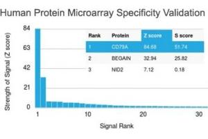 Analysis of HuProt(TM) microarray containing more than 19,000 full-length human proteins using CD79a antibody (clone IGA/1790R). (Recombinant CD79a antibody  (AA 202-216))