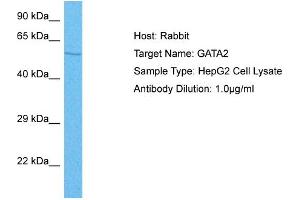 Host: Rabbit Target Name: GATA2 Sample Tissue: Human HepG2 Whole Cell Antibody Dilution: 1ug/ml (GATA2 antibody  (N-Term))