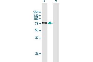 Western Blot analysis of MYNN expression in transfected 293T cell line by MYNN MaxPab polyclonal antibody. (Myoneurin antibody  (AA 1-610))