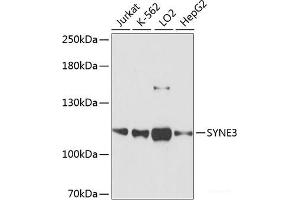 Western blot analysis of extracts of various cell lines using SYNE3 Polyclonal Antibody at dilution of 1:3000. (Nesprin3 antibody)