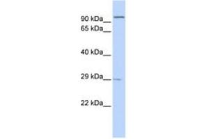 Image no. 1 for anti-Sarcospan (Kras Oncogene-Associated Gene) (SSPN) (AA 144-193) antibody (ABIN6743427) (SSPN antibody  (AA 144-193))