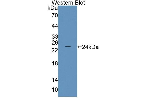 Olfactomedin 3 antibody  (AA 24-198)