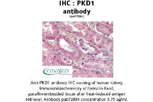 Image no. 2 for anti-Polycystic Kidney Disease 1 (Autosomal Dominant) (PKD1) (C-Term) antibody (ABIN1738122) (PKD1 antibody  (C-Term))