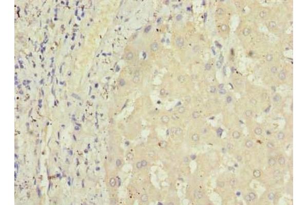 GPR146 antibody  (AA 301-333)