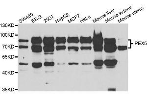 Western blot analysis of extracts of various cell lines, using PEX5 antibody.